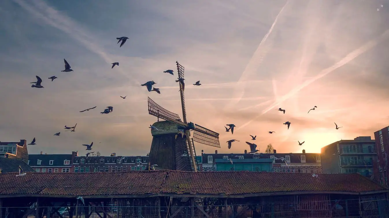 windmolen met zwerm vogels bij schemering